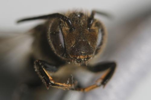Coelioxys elongata